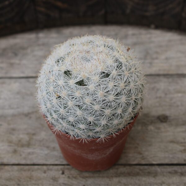 Mammillaria candida