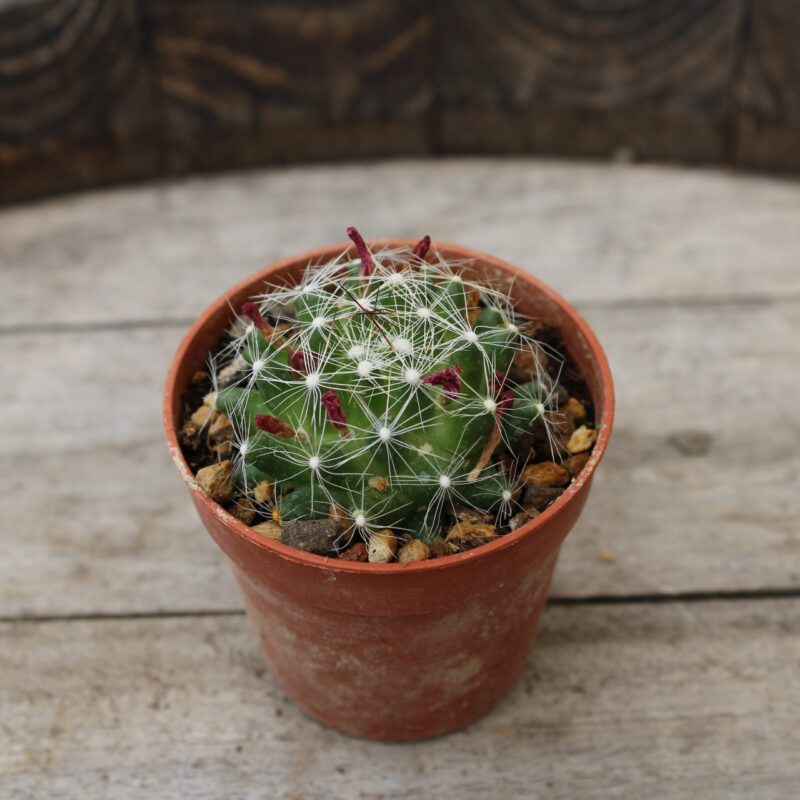 Mammillaria kraehenbuehlii