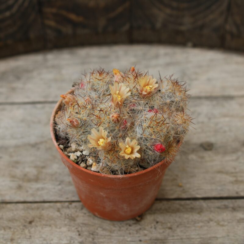 Mammillaria prolifera ssp. texana