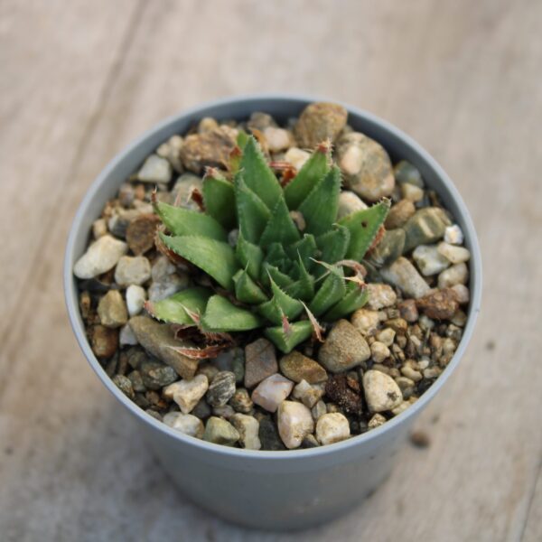 Haworthia vlokii - immagine 2