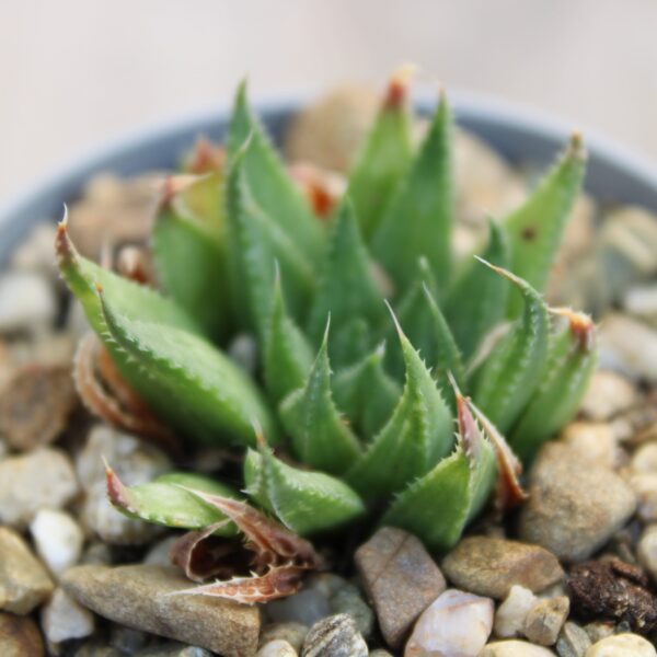 Haworthia vlokii