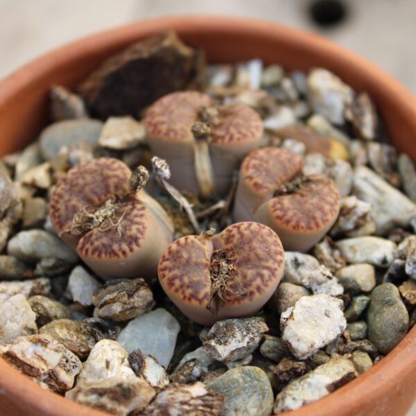 Lithops bromfieldii v. insularis - immagine 2