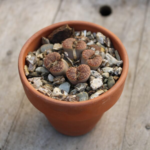 Lithops bromfieldii v. insularis