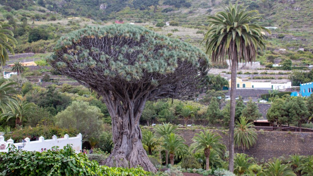 Dracaena draco