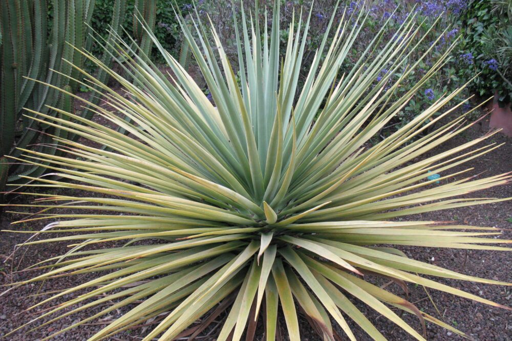 Dracaena tamaranae