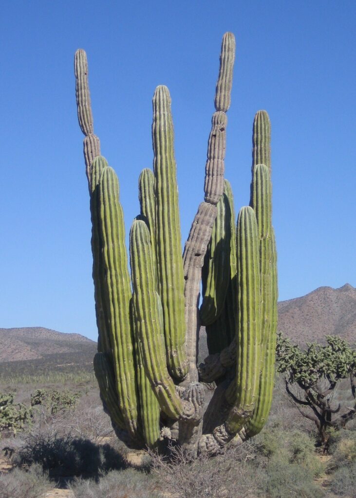 Pachycereus Pringlei