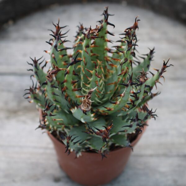 Aloe erinacea