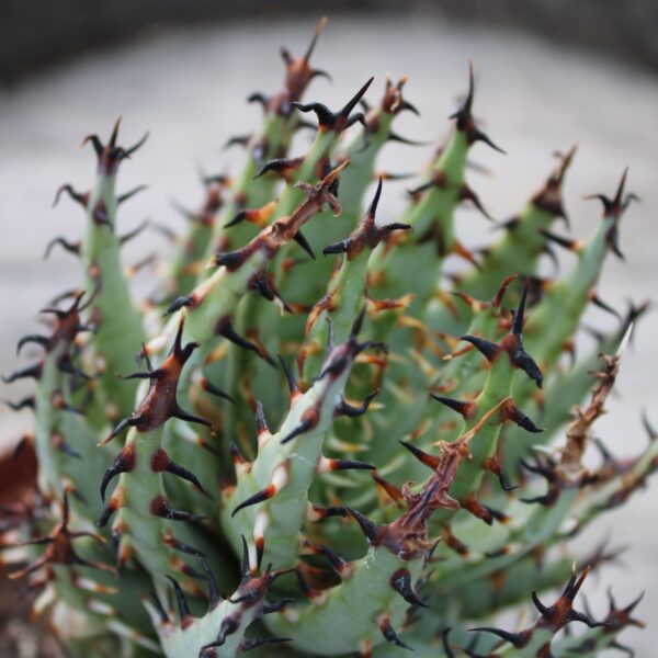 Aloe erinacea - immagine 2