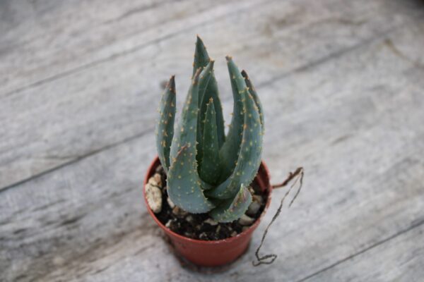 Aloidendron ramosissimum (syn. Aloe ramosissima) - immagine 2