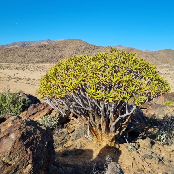 Aloidendron ramosissimum (syn. Aloe ramosissima)