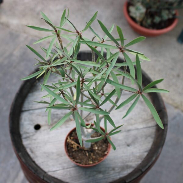 Euphorbia balsamifera