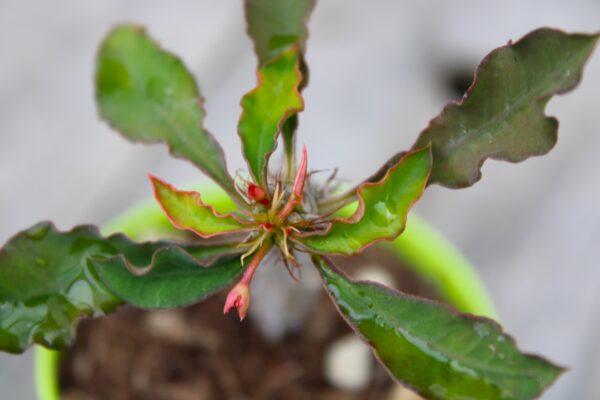 Euphorbia milii x decaryi