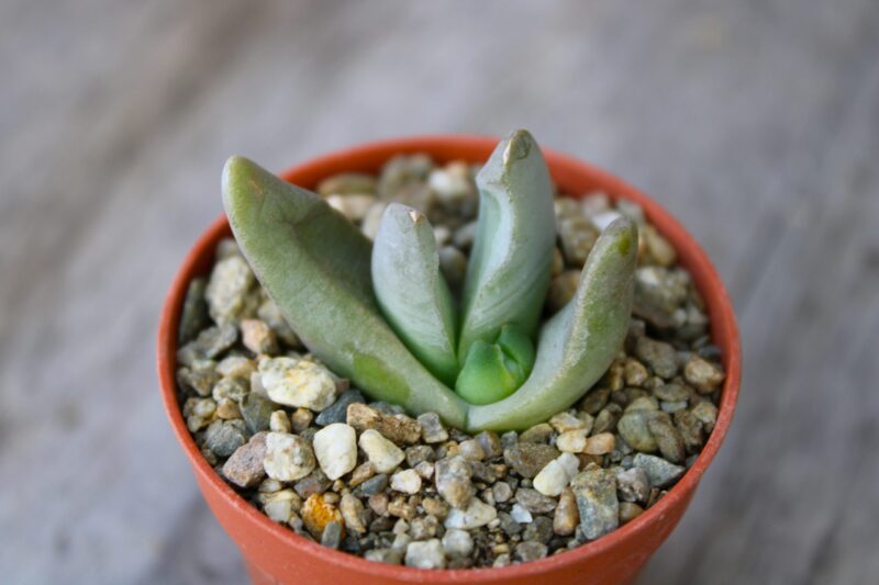 Glottiphyllum nelii