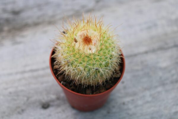 Parodia microsperma subs. aureispina