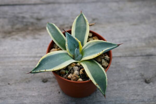 Agave applanata cv. Cream Spike