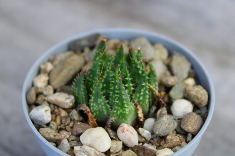 Haworthia rticulata var. reticulata