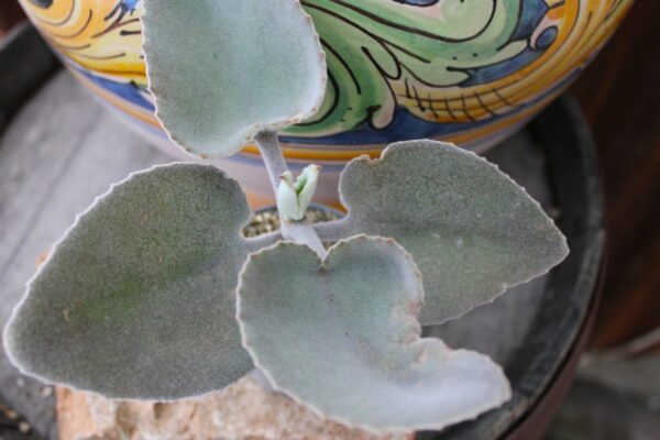 Kalanchoe beharensis - immagine 2