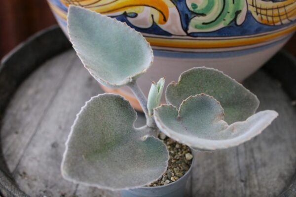 Kalanchoe beharensis