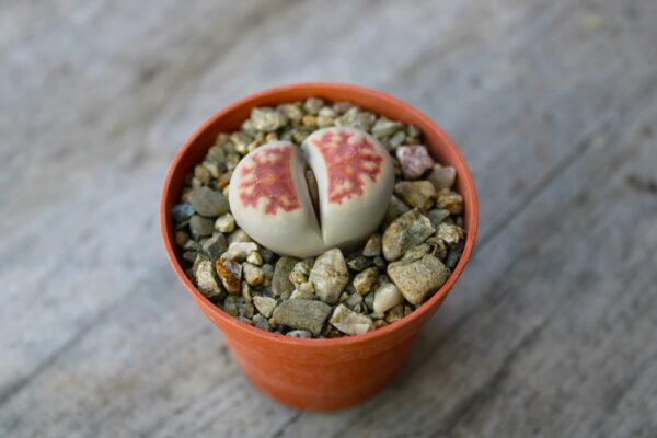 Lithops karasmontana lateritia 'Red top'