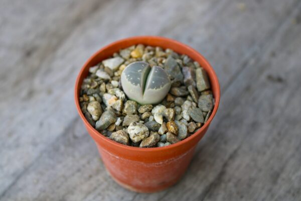 Lithops olivacea