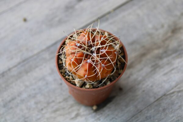 Gymnocalycium vieditzianum