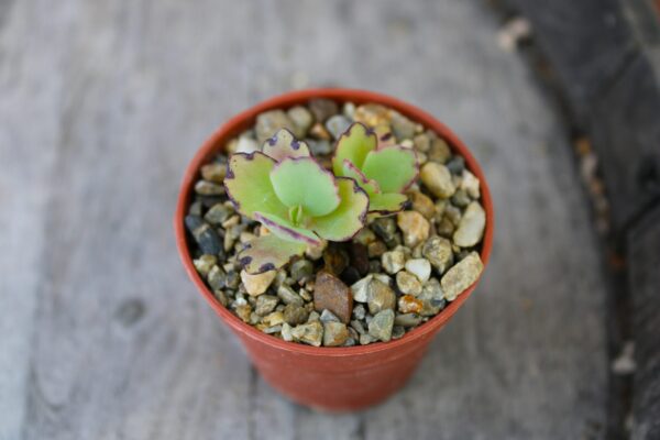 Kalanchoe laxiflora