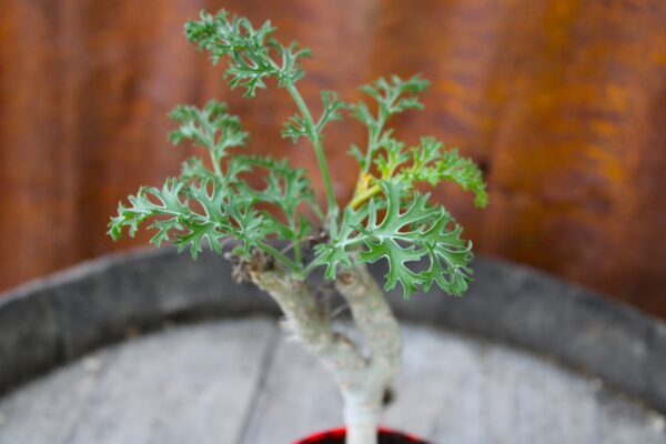 Pelargonium laxum