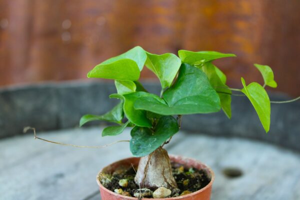 Dioscorea elephantipes