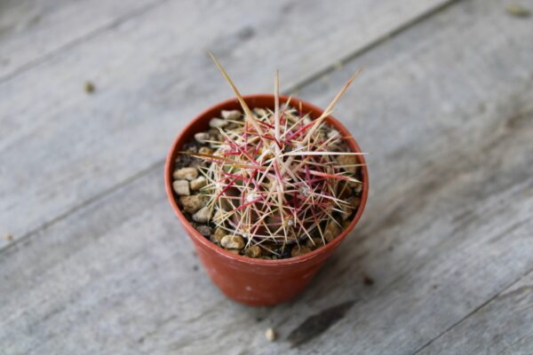 Thelocactus bicolor