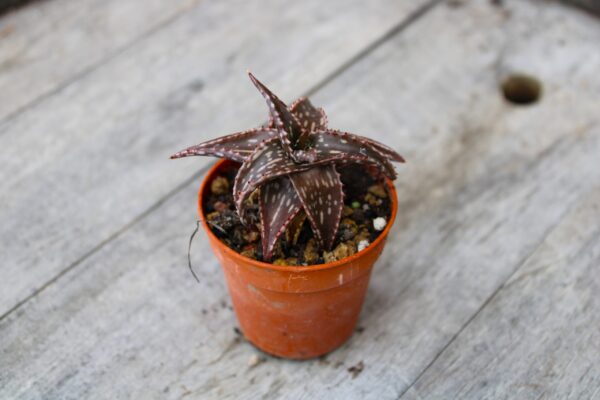 Aloe dorotheae - immagine 2