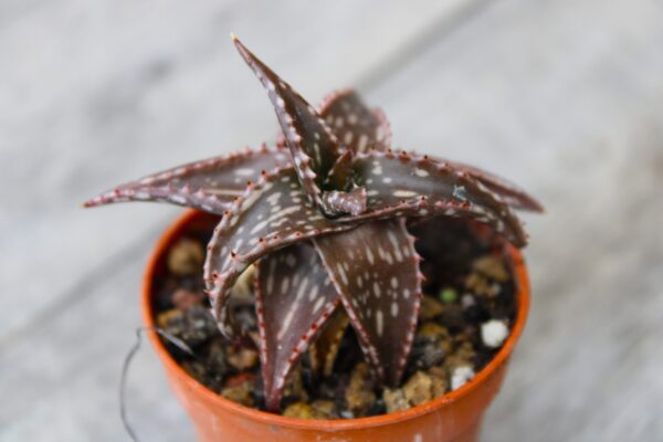 Aloe dorotheae