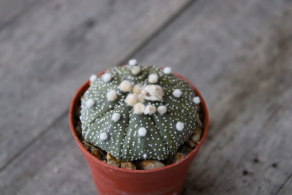 Astrophytum asterias hybrid