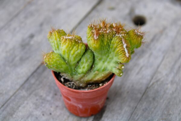 Cereus peruvianus f. mostruosa crestata - immagine 2