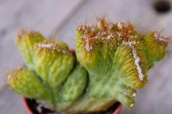 Cereus peruvianus f. mostruosa crestata