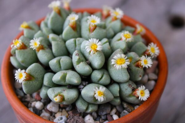 Conophytum quaesitum