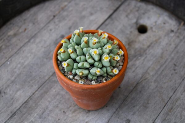 Conophytum quaesitum - immagine 2