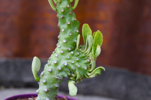 Euphorbia neriifolia f. cristata