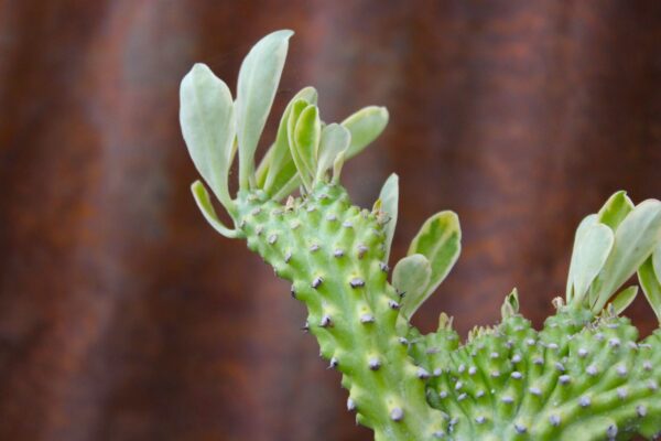 Euphorbia neriifolia f. cristata variegata - immagine 2