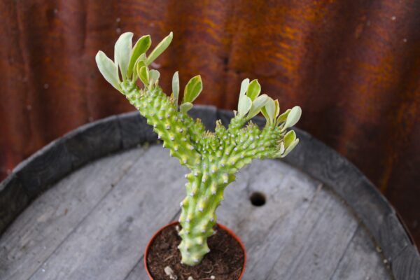 Euphorbia neriifolia f. cristata variegata - immagine 3