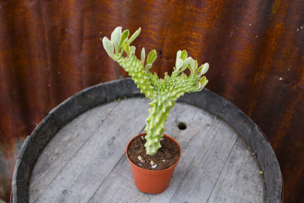 Euphorbia neriifolia f. cristata variegata - immagine 4