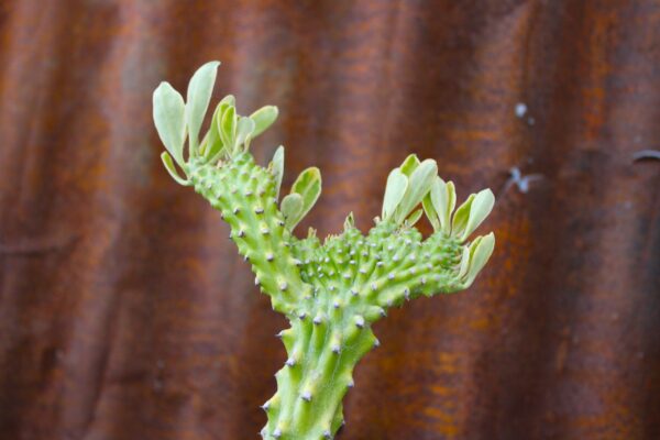 Euphorbia neriifolia f. cristata variegata