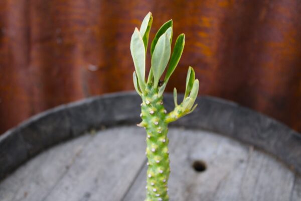 Euphorbia neriifolia f. variegata