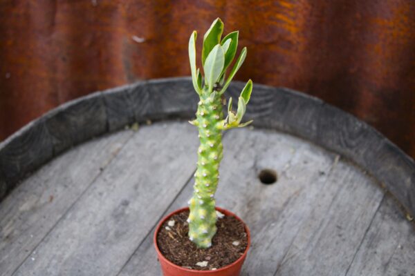 Euphorbia neriifolia f. variegata - immagine 2