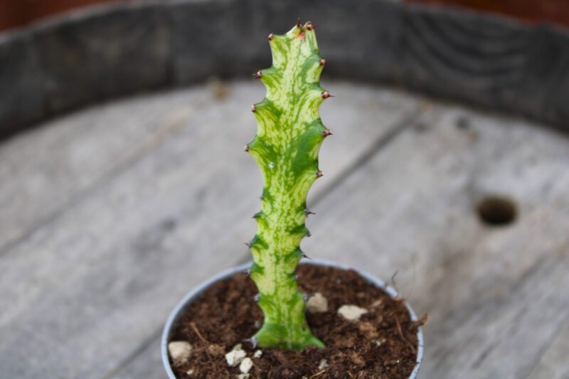 Euphorbia trigona cv. Mint Cream