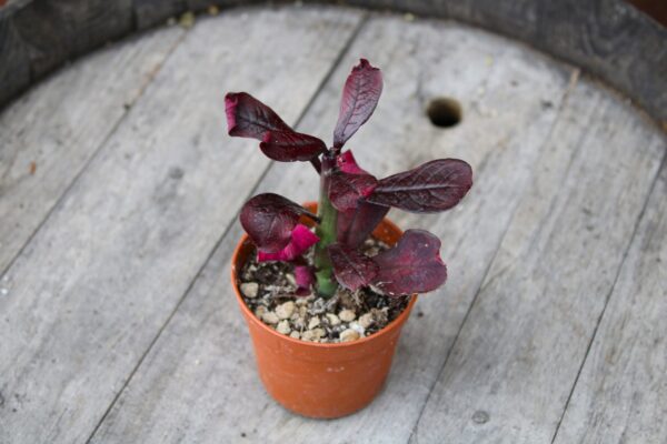 Euphorbia umbellata cv. Rubra