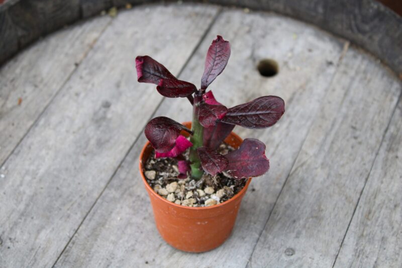 Euphorbia umbellata cv. Rubra