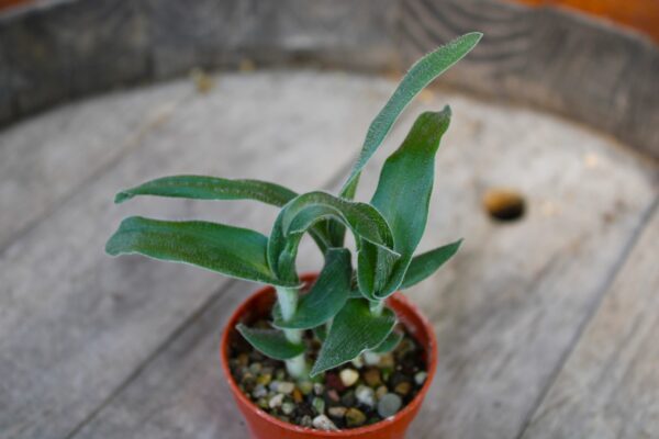 Ornithogalum hispidum