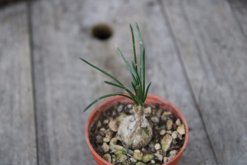 Ornithogalum lithopsoides