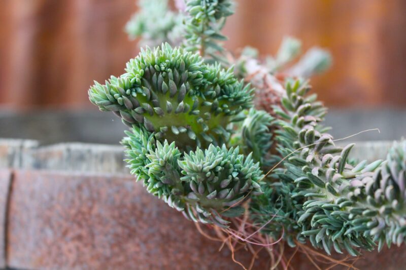 Sedum reflexum f. crestata - immagine 3