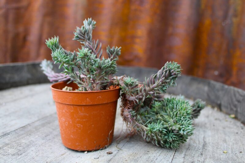 Sedum reflexum f. crestata